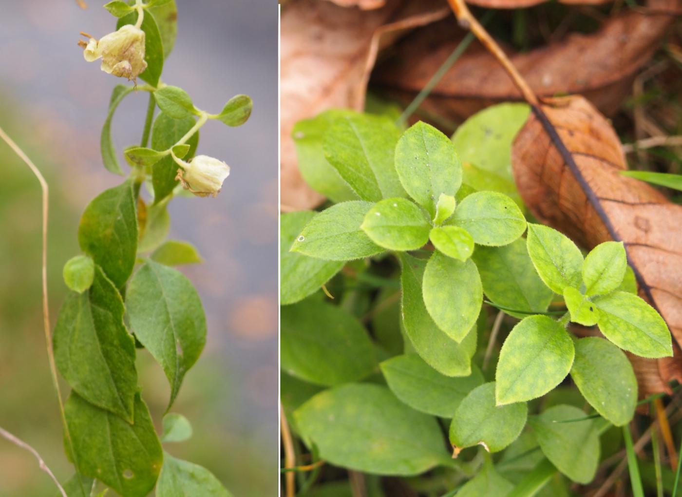 Catchfly, Berry leaf